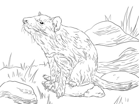 Tasmanian Devil Sitting Coloring Page